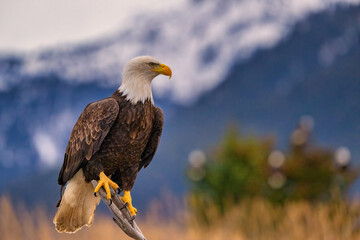 American Bald Eagle (Haliaeetus leucocephalus) catching fish near Homer Alaska