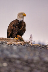 American Bald Eagle (Haliaeetus leucocephalus) catching fish near Homer Alaska