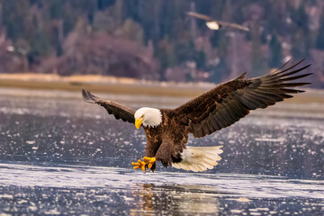 Bald Eagle Fishing Kachemak Bay near Homer Alaska