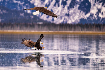 American Bald Eagle (Haliaeetus leucocephalus) catching fish near Homer Alaska