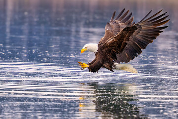 American Bald Eagle (Haliaeetus leucocephalus) catching fish near Homer Alaska