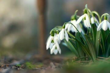 The first spring snowdrops in a clearing close-up, delicate white flower, greeting card, soft focus