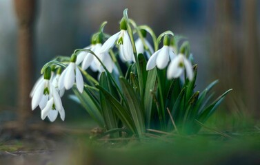 The first spring snowdrops in a clearing close-up, delicate white flower, greeting card, soft focus