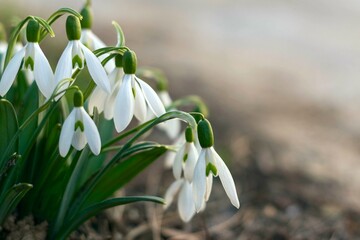 The first spring snowdrops in a clearing close-up, delicate white flower, greeting card, soft focus