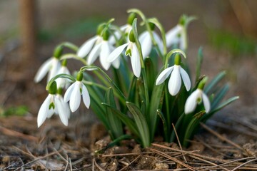 The first spring snowdrops in a clearing close-up, delicate white flower, greeting card, soft focus