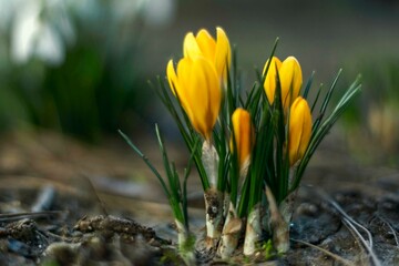 Saffron yellow, first spring flowers, delicate yellow flower, greeting card.