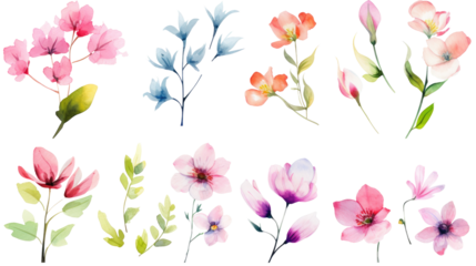 Set of watercolor wildflowers painting isolated on clear png background and transparent background. Fresh and nature concept for nature decorative and flower element, AI generative.	