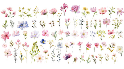 Set of watercolor wildflowers painting isolated on clear png background and transparent background. Fresh and nature concept for nature decorative and flower element, AI generative.	