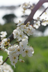 An elegant branch of cherry blossoms against the backdrop of a green park