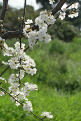 Branch of a blooming tree with white flowers on a background of green grass in the park - spring bloom, blurred background, bokeh