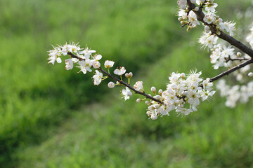 Branch of a blooming tree with white flowers on a background of green grass in the park - spring bloom, blurred background, bokeh