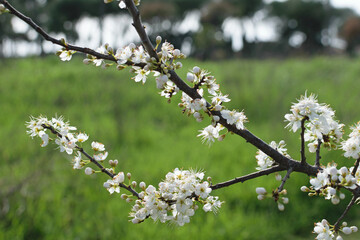 An elegant branch of cherry blossoms against the backdrop of a green park