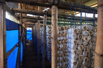 Photo of mushroom cultivation made of bamboo