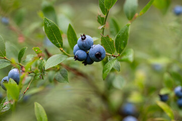 Wild Blueberries in the Forest