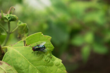 Photos of flies that land on leaves 