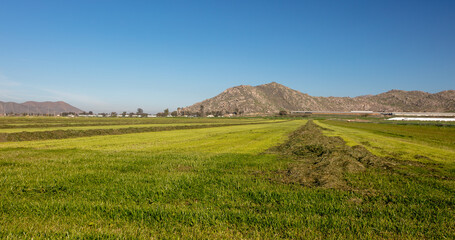 Cut and raked alfalfa field seen from aerial viewpoint in Menifee southern California United States