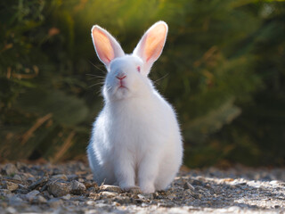 Albino rabbit in the nature habitat.