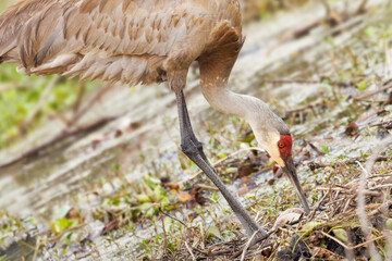 A sandhill crane (Grus canadensis) on her nest, tending her eggs, in Sarasota, Florida