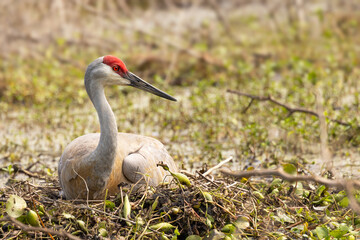A sandhill crane (Grus canadensis) on her nest, tending her eggs, in Sarasota, Florida