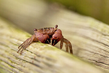 A small crab (possibly a mangrove tree crab, Aratus pisonii, but please consult an expert to be sure), crawling on a wood railing near mangroves in southwest Florida