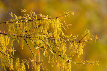 Catkins on a tree that appears to be a southern live oak (Quercus virginiana) in the golden light...