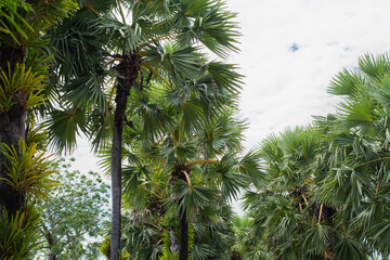 Fototapeta na wymiar beautiful blue palm tree with clouds and leaves