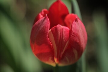 red and yellow tulip