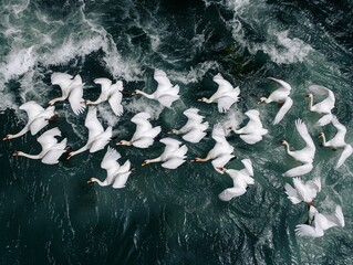 Stunning birds-eye view of a group of swans moving gracefully through the water