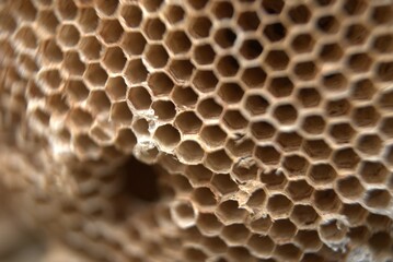 texture, pattern, brown, nature, macro, stone, closeup, food, animal, close-up, cell, honey, skin, design, coral, sponge, material