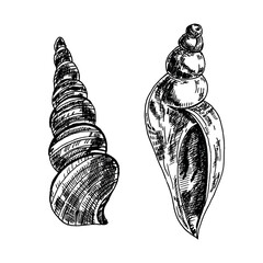 Black and white illustration of a shell in hand-drawn ink. Seashells vector graphics isolated on a white background.