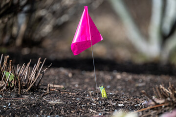 Fluorescent pink flags marking new growth in a late winter garden, protecting tender new shoots...