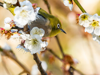 梅とメジロ