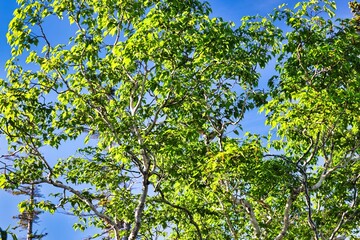 火打山の新緑の樹木