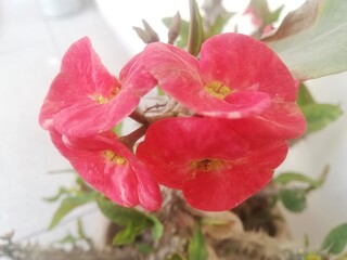 red and white flower