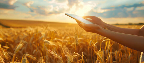 young women farmer use tablet in the wheat field. technology modern farm concept background - obrazy, fototapety, plakaty