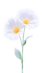 stunning flower with transparent background