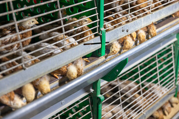 Automated feeding chickens in cage systems within close housing environments.