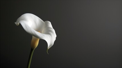 A single calla lily flower stands elegantly isolated against a dark background