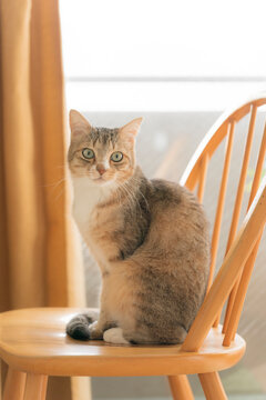 椅子の上の猫