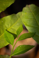 Murraya siamensis Craib with drawal cigarette smoking and make mouthwash.Thailand herbs