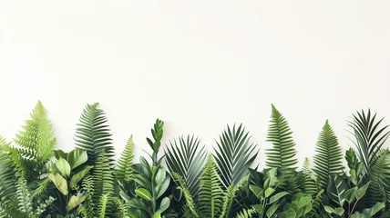 Foto op Plexiglas Wide array of ferns and exotic plants on a clean white background © Татьяна Макарова