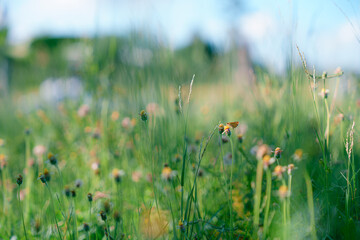 Flower field, meadow flowers in soft warm light. Autumn landscape blurry nature background. - 754657013
