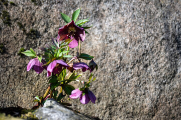 Maroon hellebore flowers blooming in a sunny winter garden with a rock background
