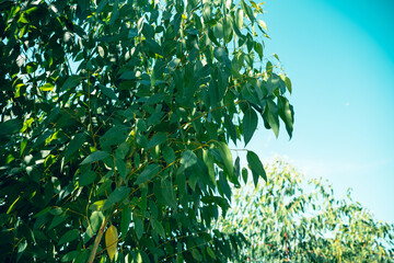 Eucalyptus leaves. branch eucalyptus tree nature background - 754657094