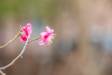 Red plum blossoms bloom in early spring. Prunus mume