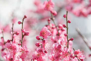 Red plum blossoms bloom in early spring. Prunus mume