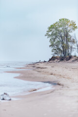 Lonely tree on the foggy shore of a lake