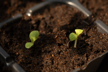 Begin planting and growing green cos lettuce and mustard greens.
