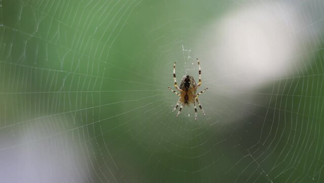 Close up of spider on delicate web with soft green foliage in background, on a summer day
