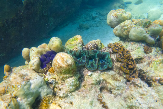 Many blue, turquoise and brown colorful tridacna clams and sea urchins on the coral reef underwater tropical exotic world.